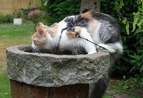 Norsk Skovkat Yrsa - kan man ikke få fuglen må man nøjes med deres vand hehe :) billede 7