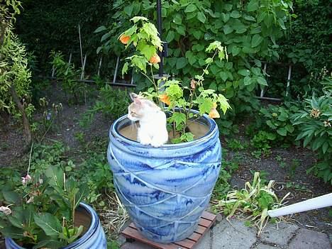 Norsk Skovkat Yrsa - Hov den var hul.. men så lurer jeg lidt her  billede 8