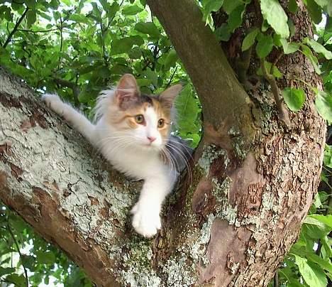 Norsk Skovkat Yrsa - Her kan I ik  nå mig.. haha billede 9