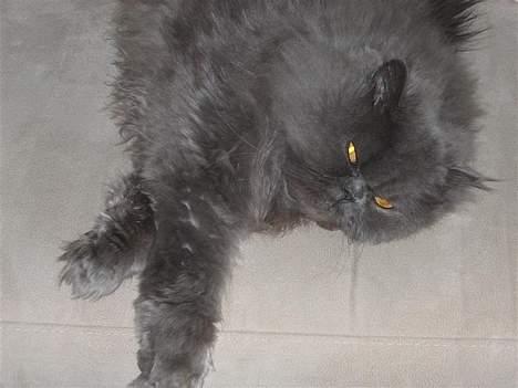 Perser Humphrey - mmm jeg er god til at putte billede 10