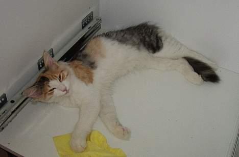 Norsk Skovkat Yrsa - I kan godt glemme at lave dette skab færdigt billede 10