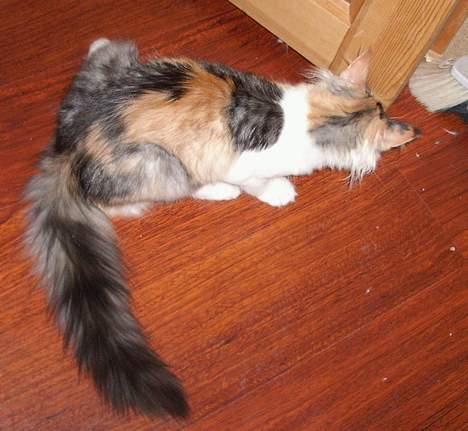 Norsk Skovkat Yrsa - hvem er mon bag døren ??? billede 11