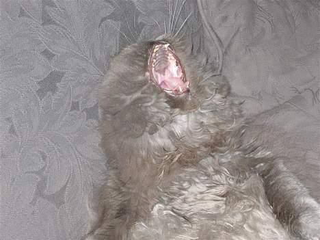 Perser Humphrey - gab...... billede 11