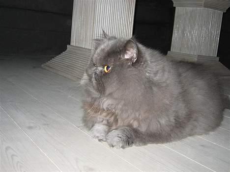 Perser Humphrey - Holder lige vagt billede 12