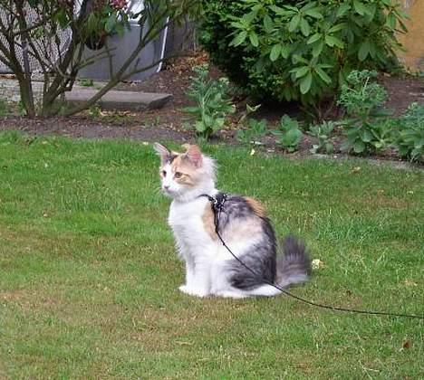 Norsk Skovkat Yrsa - hvor skal jeg nu løbe hen... billede 12