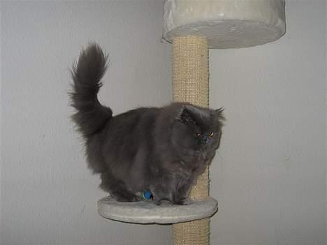 Perser Humphrey - Uhh jeg er højt til vejrs billede 13