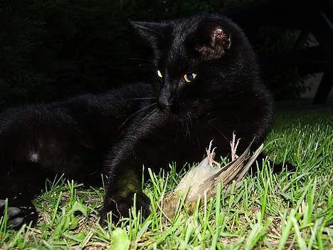 Huskat Bamse R.I.P - se mor hvad jeg har fanget billede 5