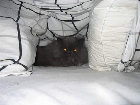 Perser Humphrey - mmm gemmer mig i mors dyne billede 14