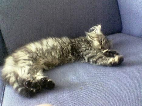 Blanding af racer Gucci billede 7