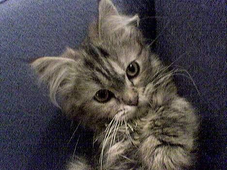 Blanding af racer Gucci - er jeg ik køn...?? billede 8