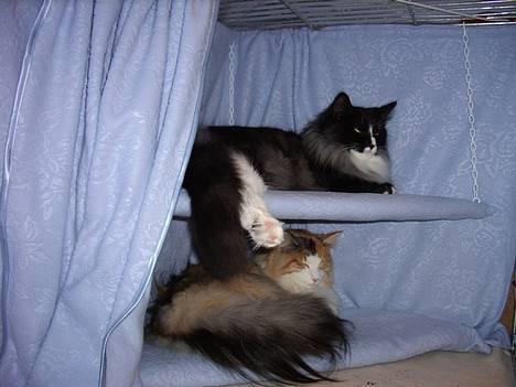 Norsk Skovkat CH. Fylla( kaldes April) - Her er dejligt at ligge billede 8