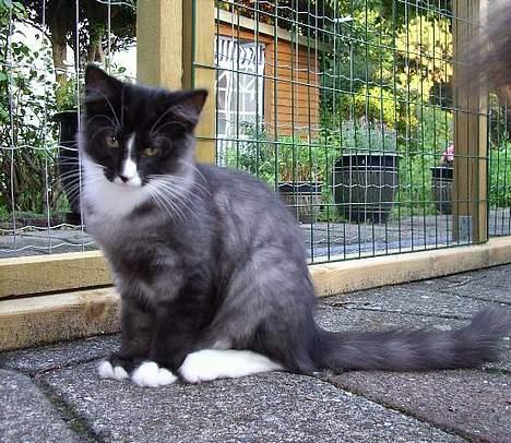 Norsk Skovkat CH. Fylla( kaldes April) - Skal der tages billeder af mig... :( billede 9