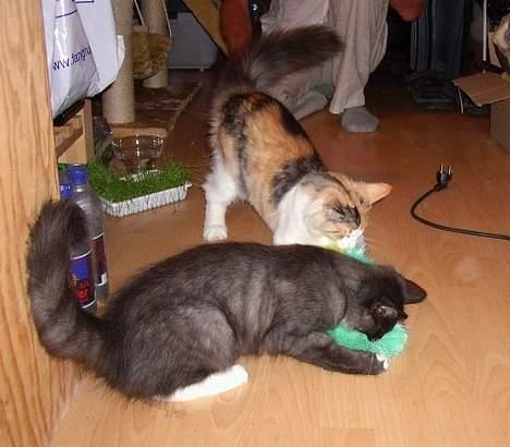 Norsk Skovkat CH. Fylla( kaldes April) - den støvkost er sjov billede 10