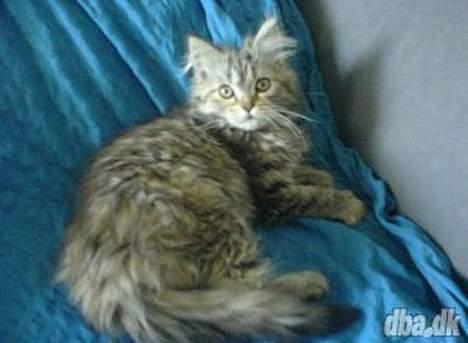 Blanding af racer Gucci billede 9