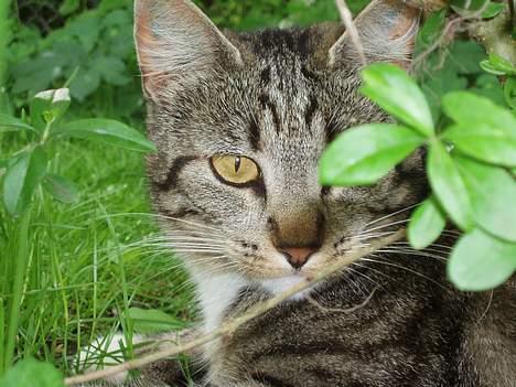 Huskat Smukke Ollie - Her ligger jeg i hækken, der er udsigt til hele haven. billede 1
