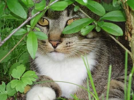 Huskat Smukke Ollie - Her ligger jeg i hækken, der er udsigt til hele haven. billede 2