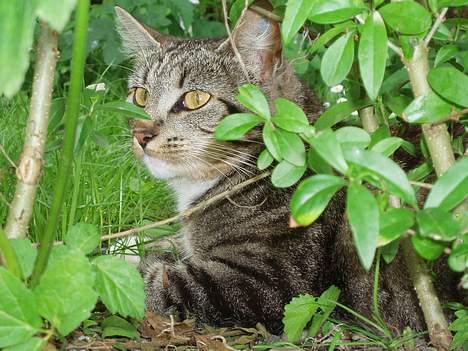Huskat Smukke Ollie - Her ligger jeg i hækken, der er udsigt til hele haven. billede 3