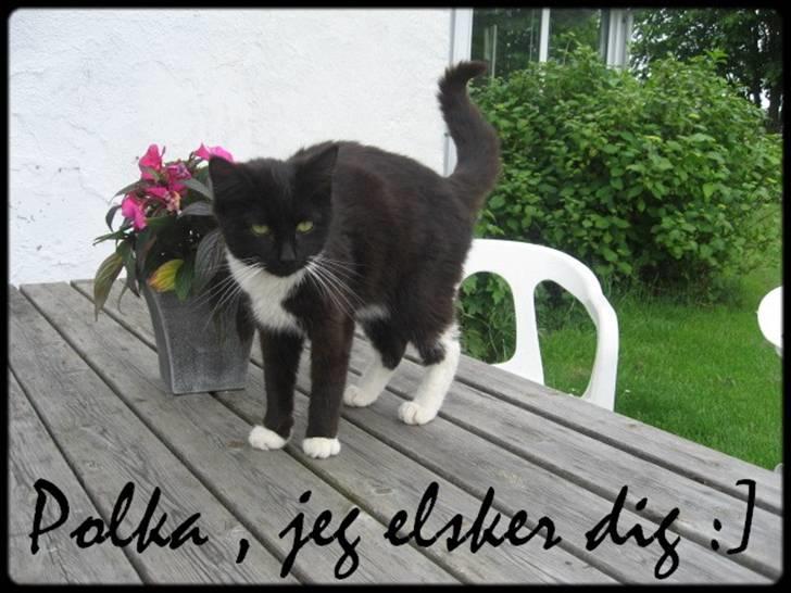 Blanding af racer †Hegnsholts Polka<3 † - Polka på sin 1 års fødselsdag :) - elsker den kat <3 billede 20
