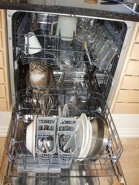 Huskat Smukke Ollie - Må jeg ikke også få en tur, efter alt det jord jeg har været ude og rulle mig i!? billede 4