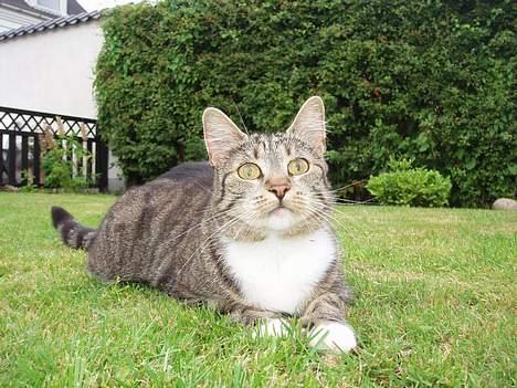 Huskat Smukke Ollie - Her leger jeg i haven, noget af det jeg elsker mest. billede 5