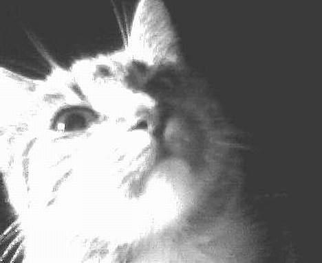 Huskat Smukke Ollie billede 6