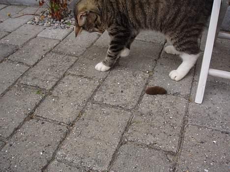 Huskat Smukke Ollie - Her har jeg fanget en mus, og er super stolt, jeg skal selvfølgelig lege med den. billede 7