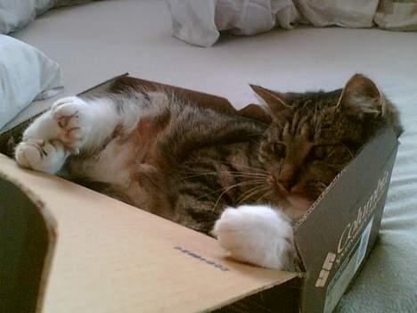 Huskat Smukke Ollie - Her laver jeg en ting jeg godt kan lide, at putte i æsker og kasser! billede 8