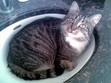 Huskat Smukke Ollie - Her liger jeg og venter på der er en der vil tænde for vandet, så jeg kan få noget at drikke, for jeg vil i hvertfald ikke drikke af en vandskål! billede 9