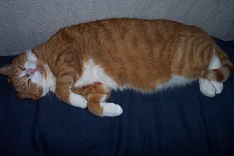 Huskat Phister - Jeg elsker at sove.... billede 2