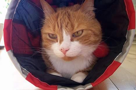 Huskat Phister - Nice... billede 3