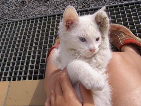 Blanding af racer Tarzan <3 DØD :´( Græder billede 2