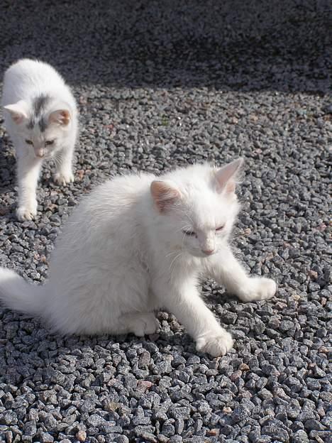 Blanding af racer Tarzan <3 DØD :´( Græder - her sidder jeg så og kigger efter nogle lækre damer. bumle i bag mig =9 billede 8