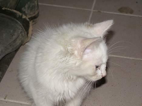 Blanding af racer Tarzan <3 DØD :´( Græder - hej med dig bumle :) billede 11