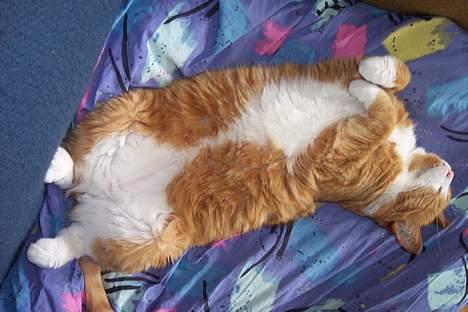 Huskat Phister - Zzzzzzz billede 13