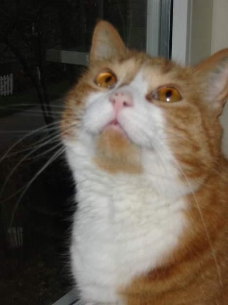 Huskat Phister - Uhhhh billede 14