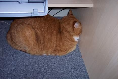 Huskat Phister - Man sover altid bedste op af noget... billede 16