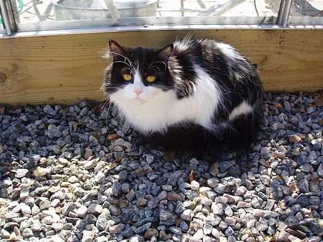 Huskat smukkepiv billede 8