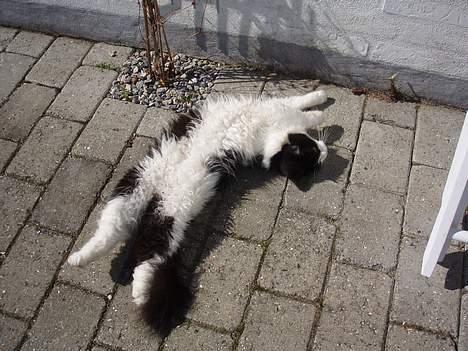 Huskat smukkepiv billede 9