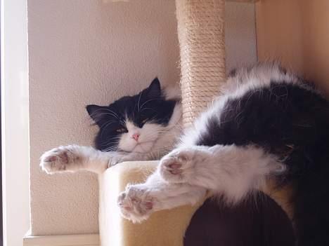 Huskat smukkepiv billede 10