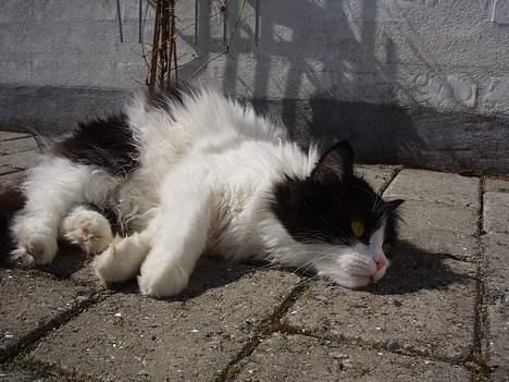 Huskat smukkepiv billede 11