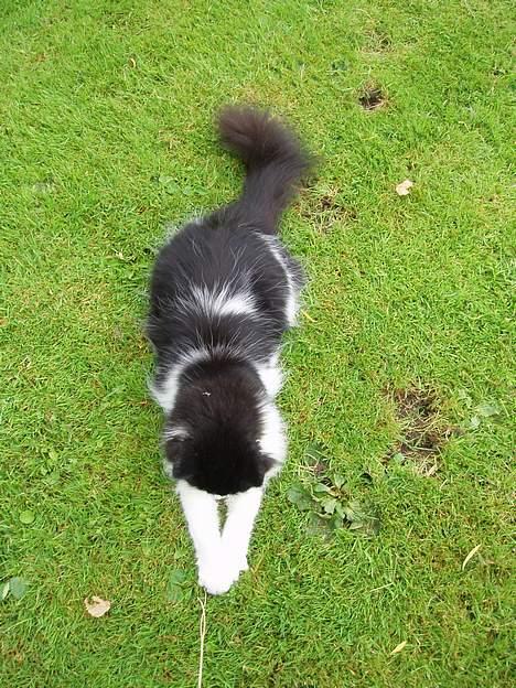 Huskat smukkepiv billede 12