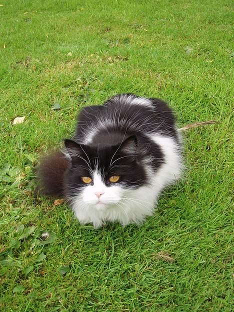 Huskat smukkepiv billede 13