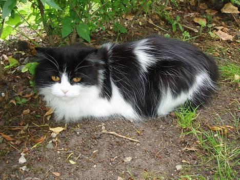 Huskat smukkepiv billede 14