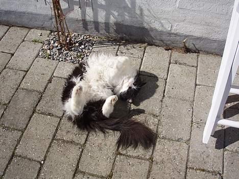 Huskat smukkepiv billede 15