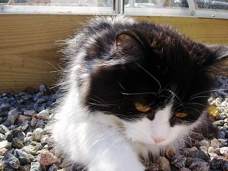 Huskat smukkepiv billede 16