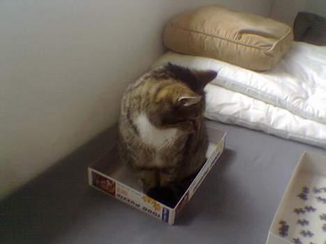 Huskat Smukke Ollie - Her hjælper jeg med at ligge puslespil, så kan jeg lige sidde i låget imens :) billede 10