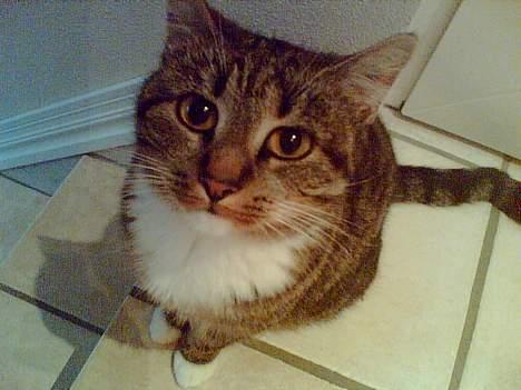 Huskat Smukke Ollie - Jeg ved godt jeg er fotogen ! :) billede 11