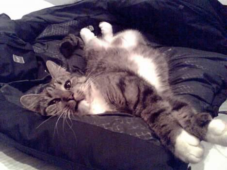 Huskat Smukke Ollie - Uhh her slinger jeg mig i en dejlig blød vinterjakke. billede 12