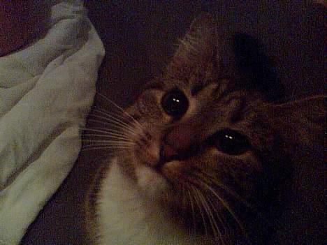 Huskat Smukke Ollie billede 13