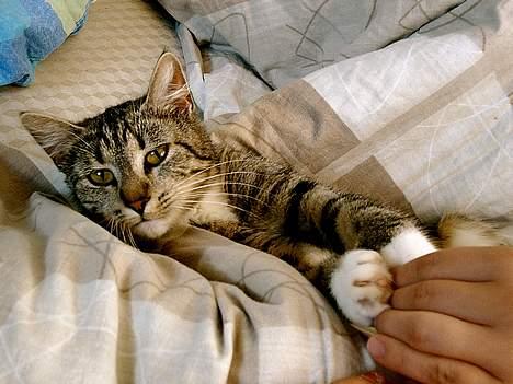 Huskat Smukke Ollie - Her er jeg så killing. billede 14